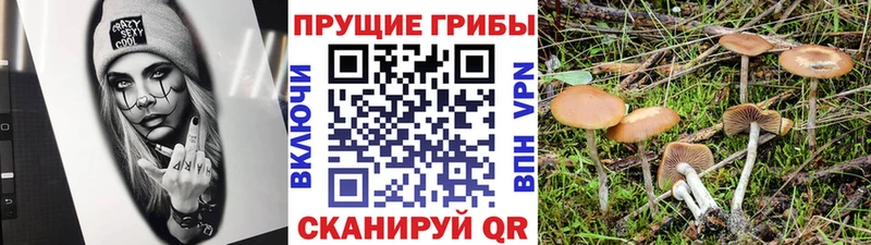 Псилоцибиновые грибы Psilocybe Стрежевой